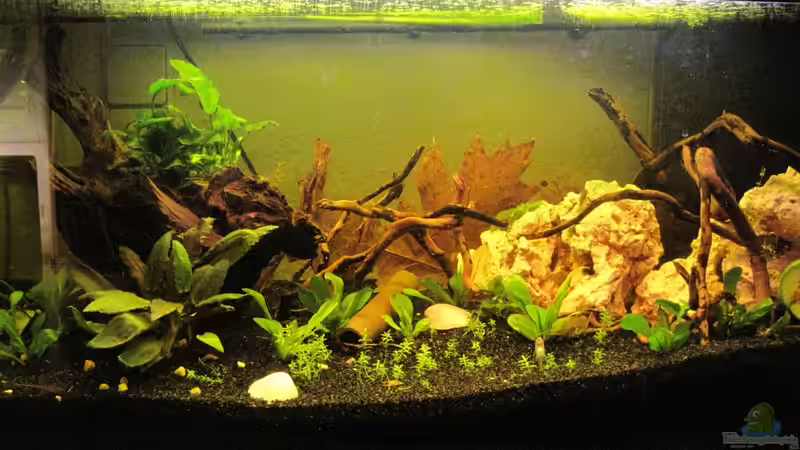 Aquarium Hauptansicht von Barschbecken Aquarium Hauptansicht von Barschbecken