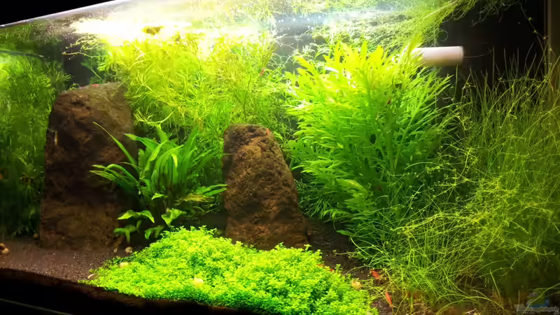 Aquarium Hauptansicht von Basalttürme Aquarium Hauptansicht von Basalttürme