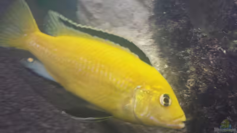 Aquarium Hauptansicht von Baustelle 0-8-15 Aquarium Hauptansicht von Baustelle 0-8-15