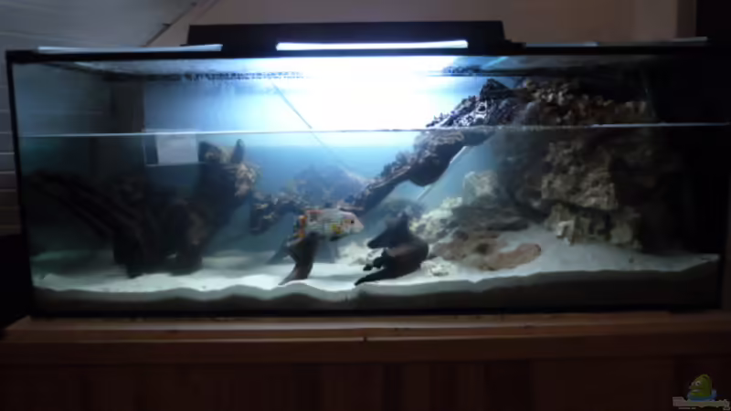 Aquarium Hauptansicht von Becken #1 - Florian Aquarium Hauptansicht von Becken #1 - Florian