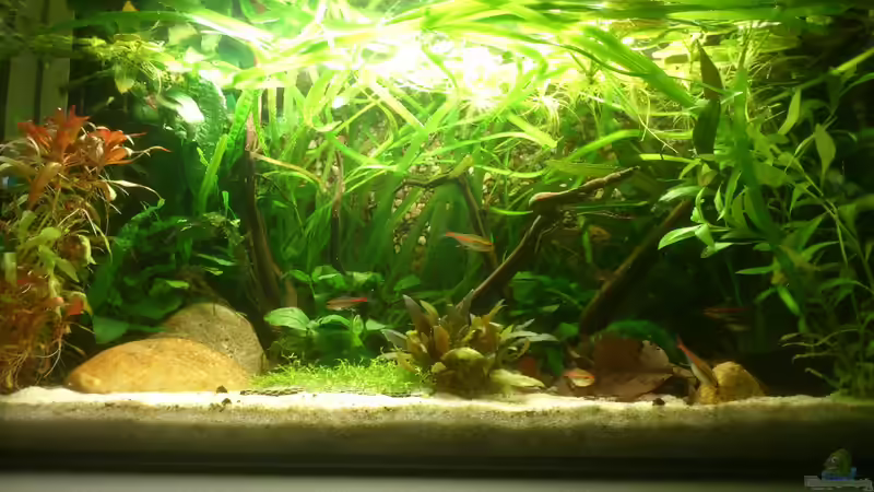 Aquarium Hauptansicht von Becken 1 Aquarium Hauptansicht von Becken 1