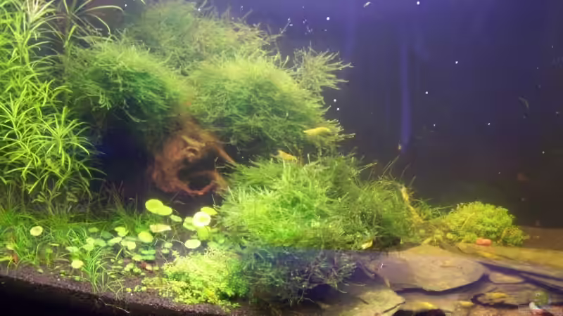 Aquarium Hauptansicht von Becken 10006 Aquarium Hauptansicht von Becken 10006