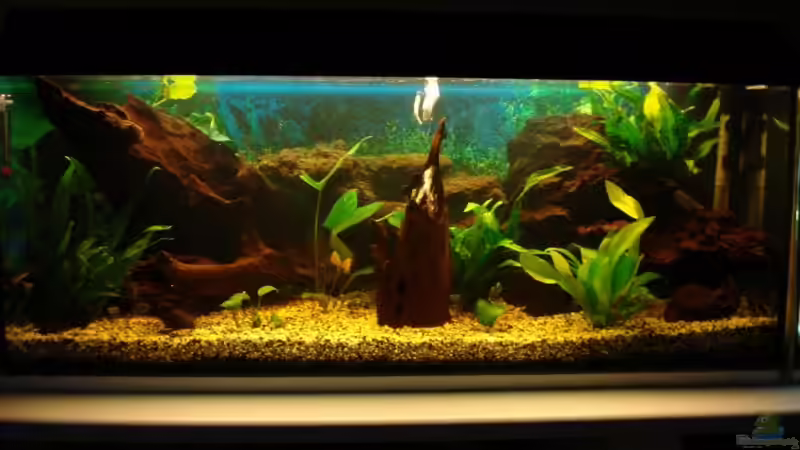 Aquarium Hauptansicht von Becken 10016 Aquarium Hauptansicht von Becken 10016