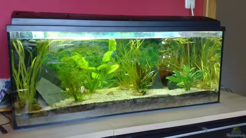 Aquarium Hauptansicht von Becken 10052 Aquarium Hauptansicht von Becken 10052