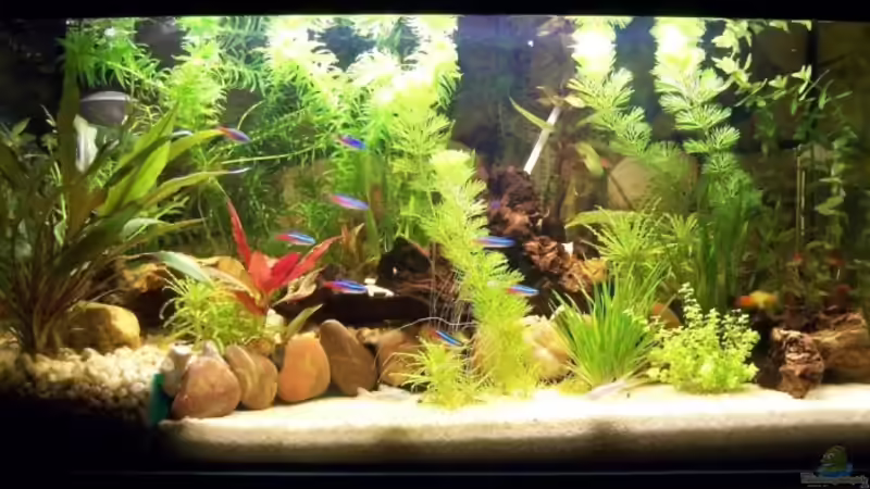 Aquarium Hauptansicht von Becken 10056 Aquarium Hauptansicht von Becken 10056