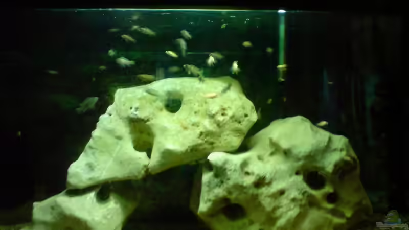 Aquarium Hauptansicht von Becken 10057 Aquarium Hauptansicht von Becken 10057