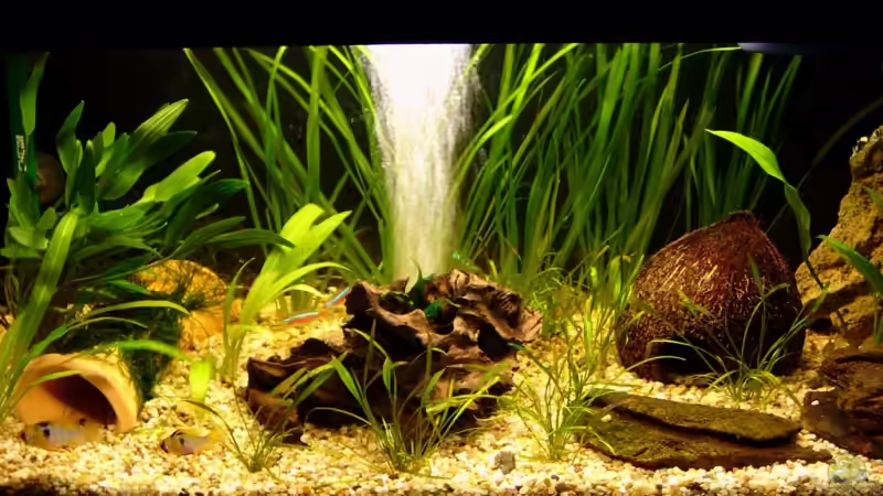 Aquarium Hauptansicht von Becken 10066 Aquarium Hauptansicht von Becken 10066