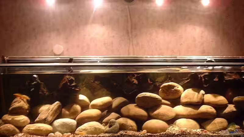 Aquarium Hauptansicht von Becken 101 Aquarium Hauptansicht von Becken 101