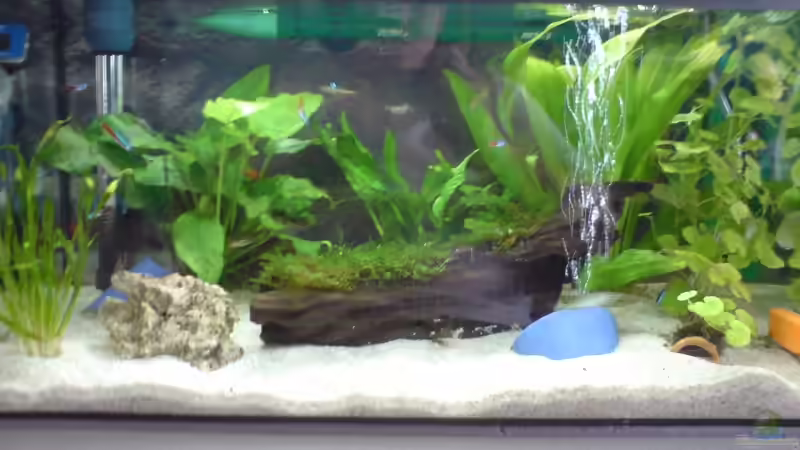 Aquarium Hauptansicht von Becken 10105 Aquarium Hauptansicht von Becken 10105