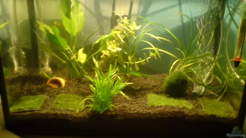 Aquarium Hauptansicht von Becken 10110 Aquarium Hauptansicht von Becken 10110