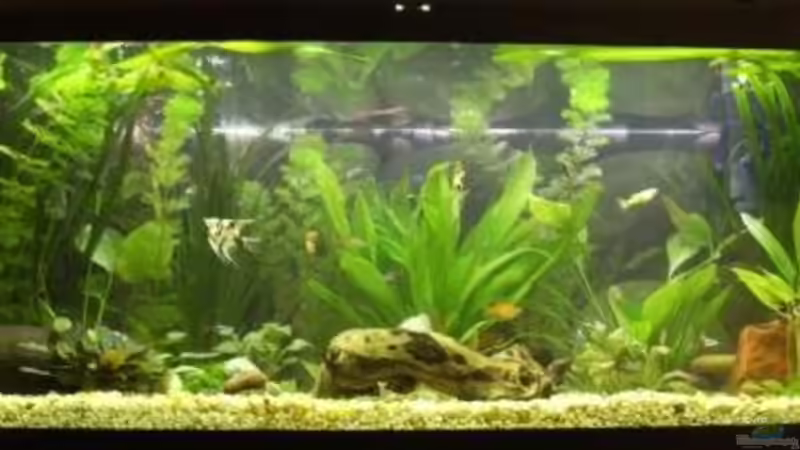 Aquarium Hauptansicht von Becken 10120 Aquarium Hauptansicht von Becken 10120