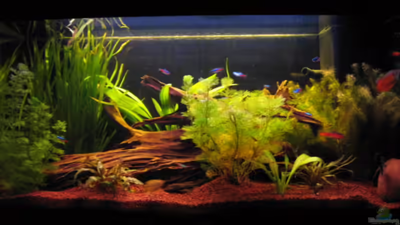 Aquarium Hauptansicht von Becken 10133 Aquarium Hauptansicht von Becken 10133