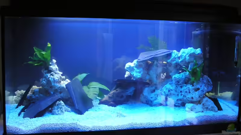 Aquarium Hauptansicht von Becken 1014 Aquarium Hauptansicht von Becken 1014