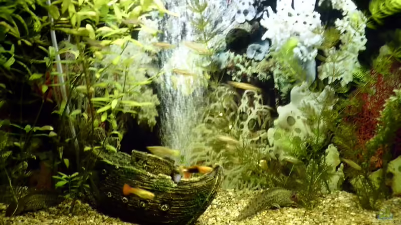 Aquarium Hauptansicht von Becken 10168 Aquarium Hauptansicht von Becken 10168