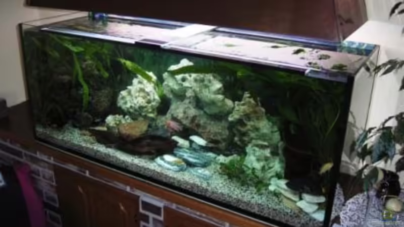 Aquarium Hauptansicht von Becken 10197 Aquarium Hauptansicht von Becken 10197