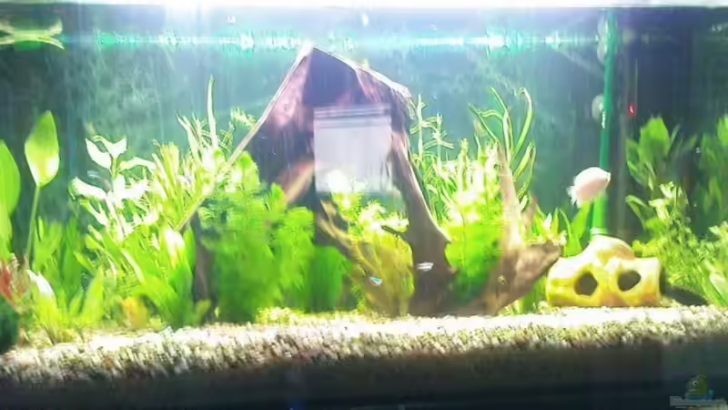 Aquarium Hauptansicht von Becken 10226 Aquarium Hauptansicht von Becken 10226