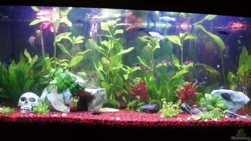 Aquarium Hauptansicht von Becken 10256 Aquarium Hauptansicht von Becken 10256