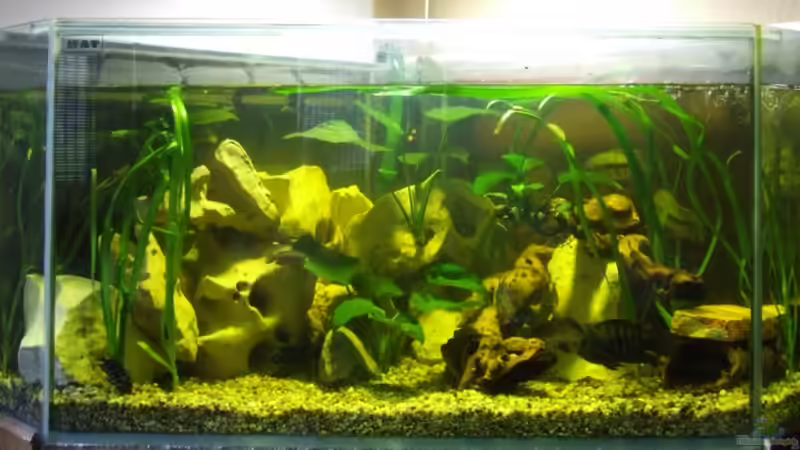 Aquarium Hauptansicht von Becken 10275 Aquarium Hauptansicht von Becken 10275