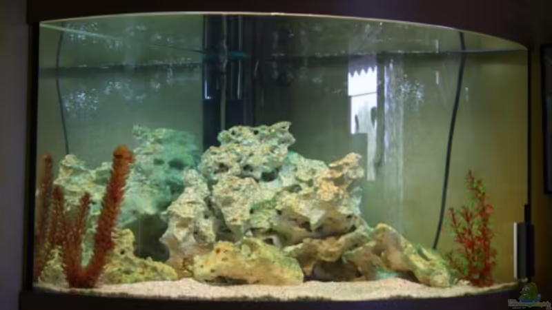 Aquarium Hauptansicht von Becken 10286 Aquarium Hauptansicht von Becken 10286