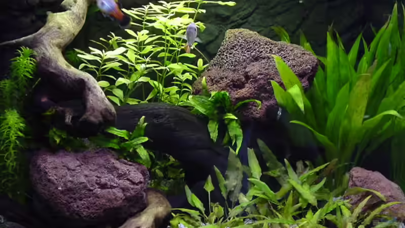 Aquarium Hauptansicht von Becken 1032 Aquarium Hauptansicht von Becken 1032