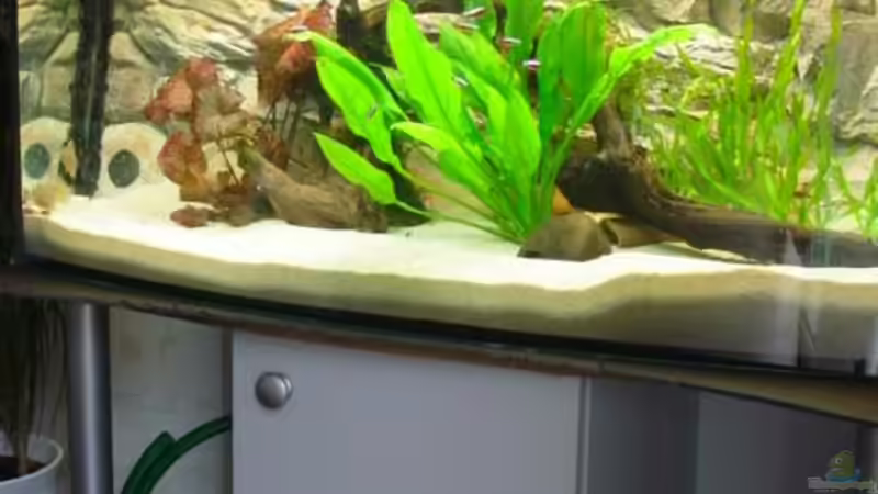 Aquarium Hauptansicht von Becken 10343 Aquarium Hauptansicht von Becken 10343