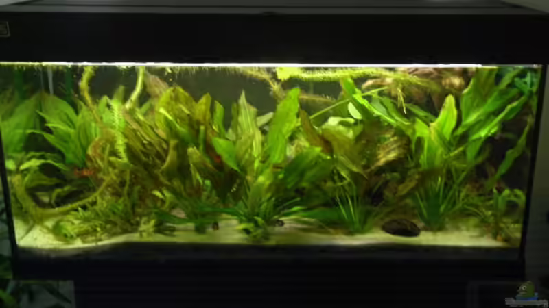 Aquarium Hauptansicht von Becken 10367 Aquarium Hauptansicht von Becken 10367