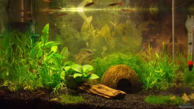 Aquarium Hauptansicht von Becken 10390 Aquarium Hauptansicht von Becken 10390