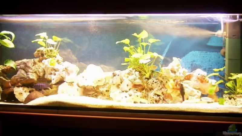 Aquarium Hauptansicht von Becken 10401 Aquarium Hauptansicht von Becken 10401