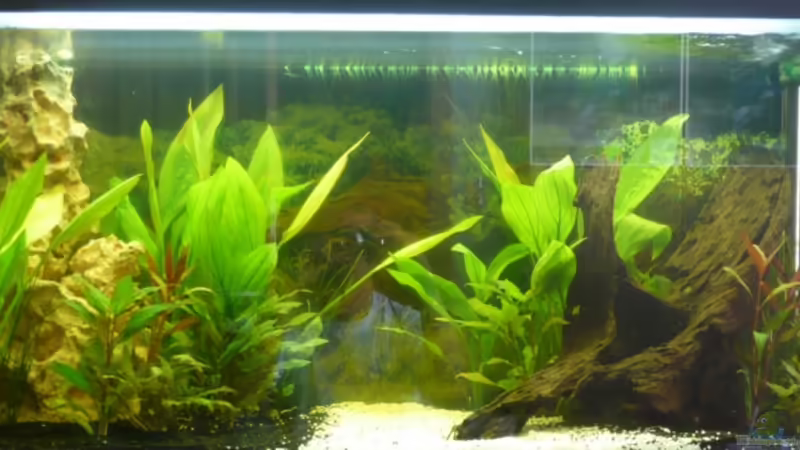 Aquarium Hauptansicht von Becken 10419 Aquarium Hauptansicht von Becken 10419