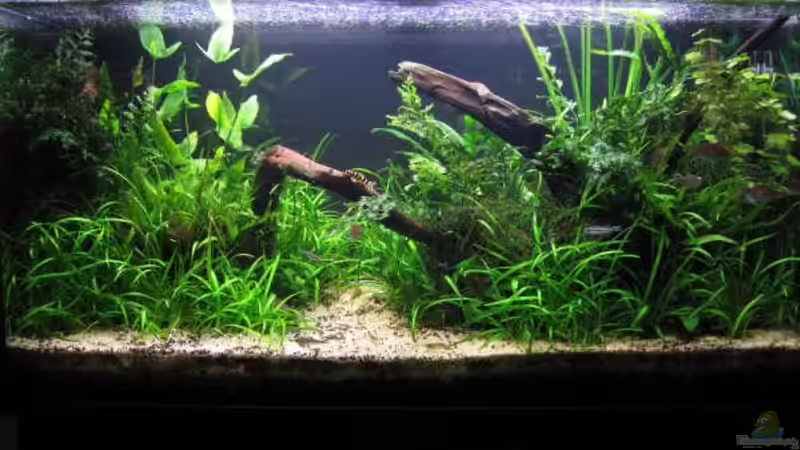 Aquarium Hauptansicht von Becken 10423 Aquarium Hauptansicht von Becken 10423