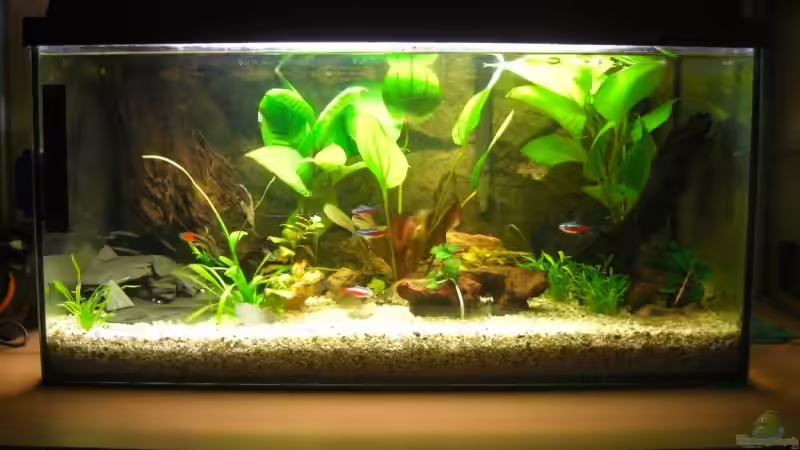 Aquarium Hauptansicht von Becken 10438 Aquarium Hauptansicht von Becken 10438