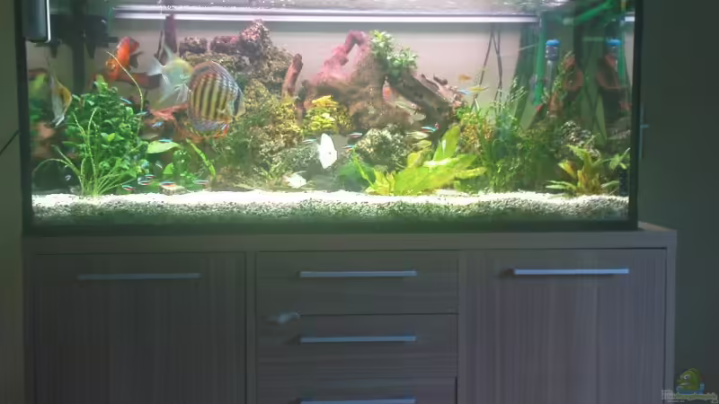 Aquarium Hauptansicht von Becken 10459 Aquarium Hauptansicht von Becken 10459