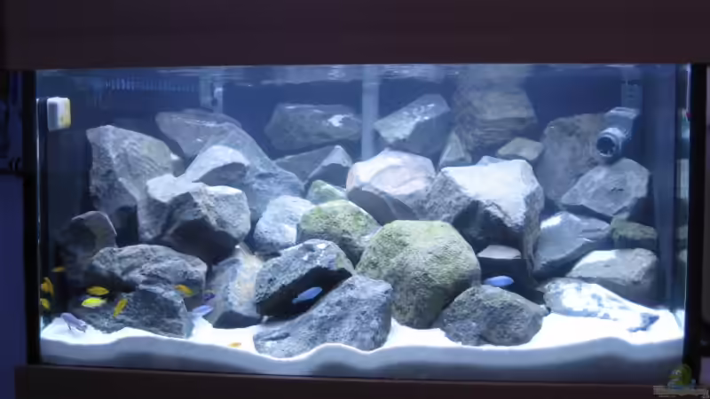 Aquarium Hauptansicht von Becken 10474 Aquarium Hauptansicht von Becken 10474