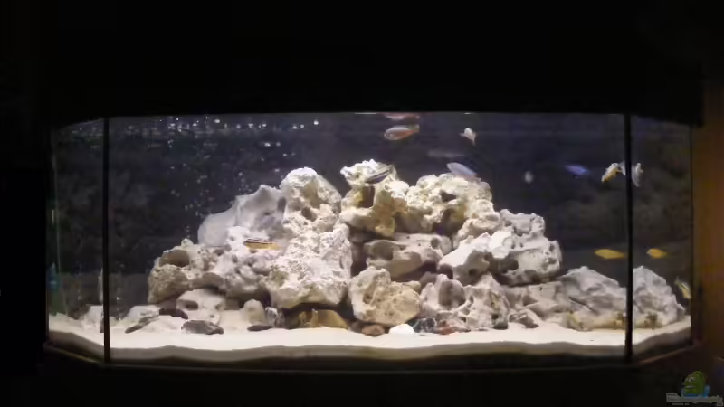 Aquarium Hauptansicht von Becken 10495 Aquarium Hauptansicht von Becken 10495