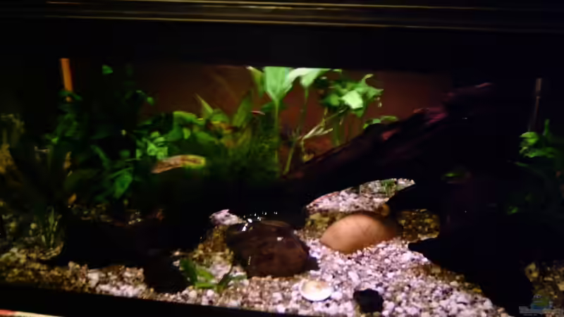 Aquarium Hauptansicht von Becken 1050 Aquarium Hauptansicht von Becken 1050