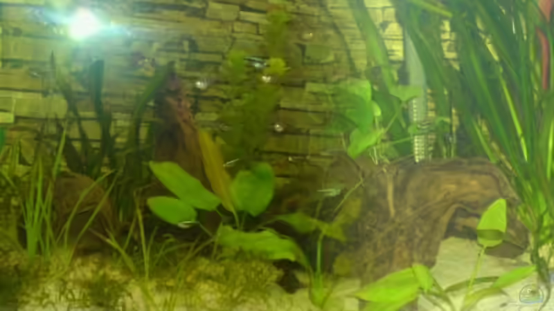 Aquarium Hauptansicht von Becken 10500 Aquarium Hauptansicht von Becken 10500