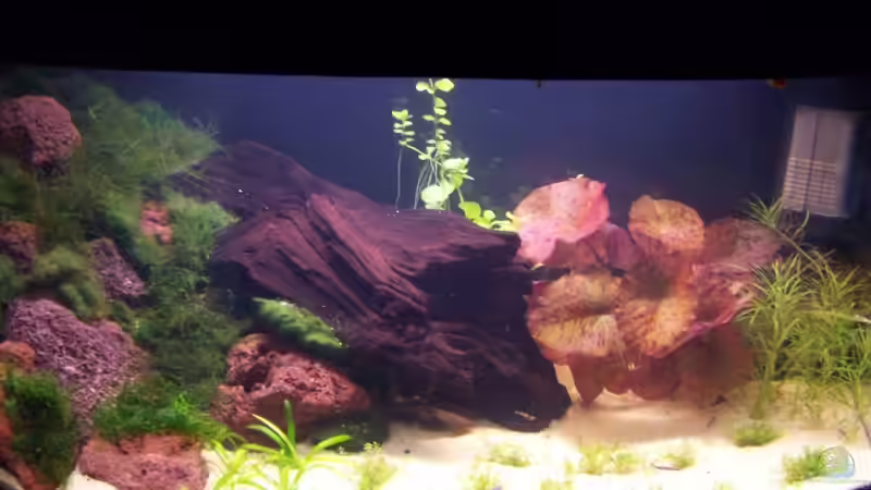 Aquarium Hauptansicht von Becken 10592 Aquarium Hauptansicht von Becken 10592