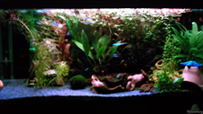 Aquarium Hauptansicht von Becken 1061 Aquarium Hauptansicht von Becken 1061