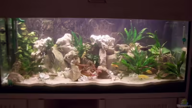 Aquarium Hauptansicht von Becken 10668 Aquarium Hauptansicht von Becken 10668