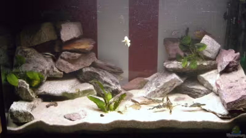 Aquarium Hauptansicht von Becken 10671 Aquarium Hauptansicht von Becken 10671