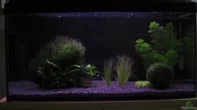 Aquarium Hauptansicht von Becken 10672 Aquarium Hauptansicht von Becken 10672