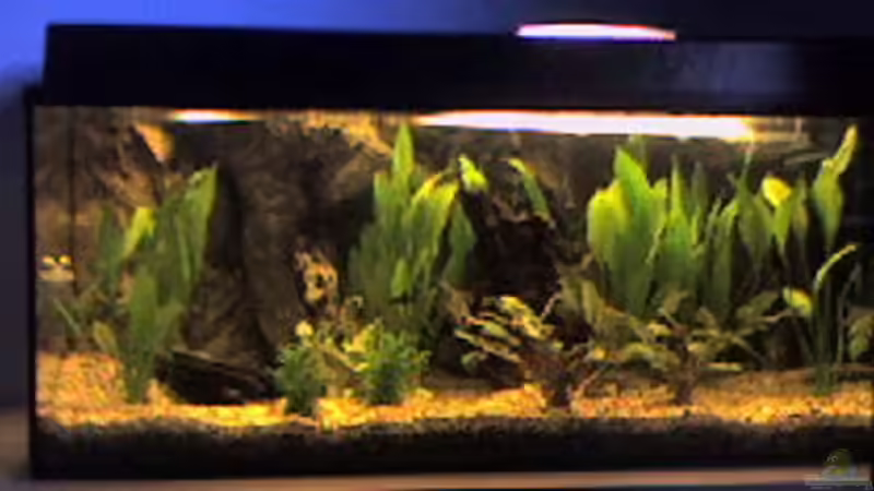 Aquarium Hauptansicht von Becken 10678 Aquarium Hauptansicht von Becken 10678