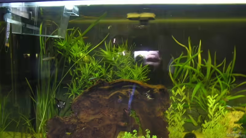 Aquarium Hauptansicht von Becken 10690 Aquarium Hauptansicht von Becken 10690