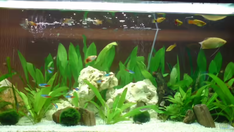 Aquarium Hauptansicht von Becken 10721 Aquarium Hauptansicht von Becken 10721