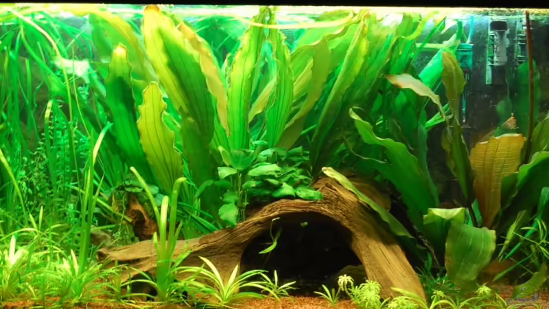 Aquarium Hauptansicht von Becken 10737 Aquarium Hauptansicht von Becken 10737