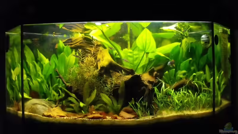 Aquarium Hauptansicht von Becken 10738 Aquarium Hauptansicht von Becken 10738