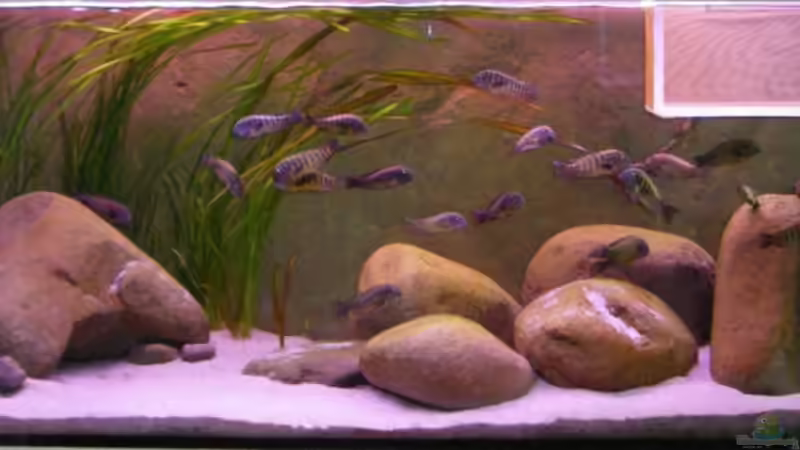 Aquarium Hauptansicht von Becken 10763 Aquarium Hauptansicht von Becken 10763