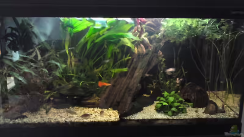 Aquarium Hauptansicht von Becken 10768 Aquarium Hauptansicht von Becken 10768