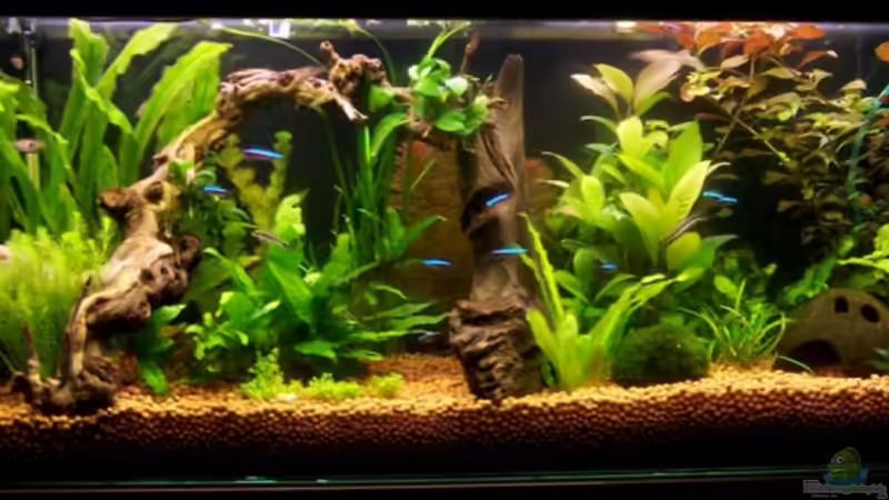 Aquarium Hauptansicht von Becken 10792 Aquarium Hauptansicht von Becken 10792