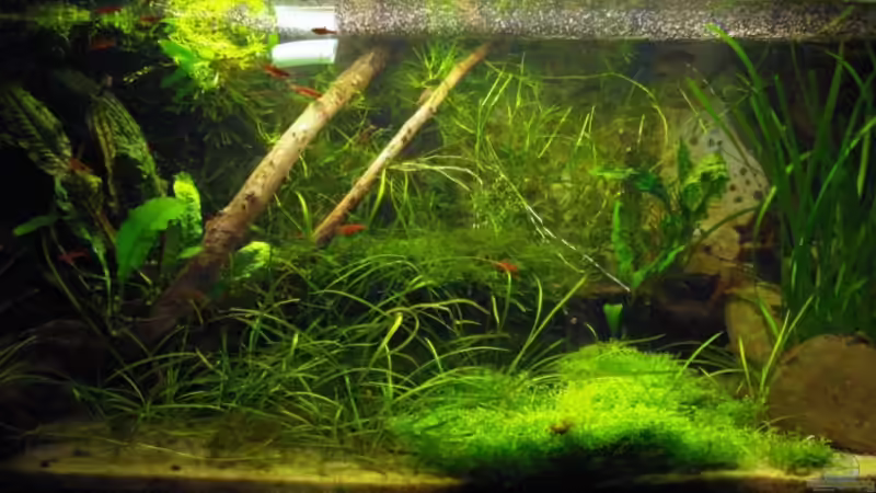 Aquarium Hauptansicht von Becken 10794 Aquarium Hauptansicht von Becken 10794